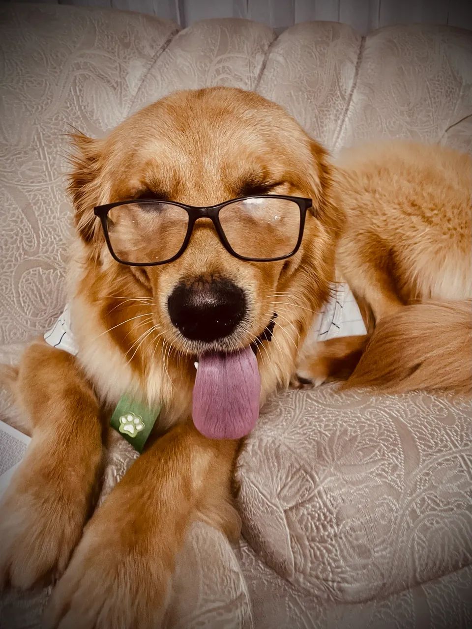 Golden  - Foto 4