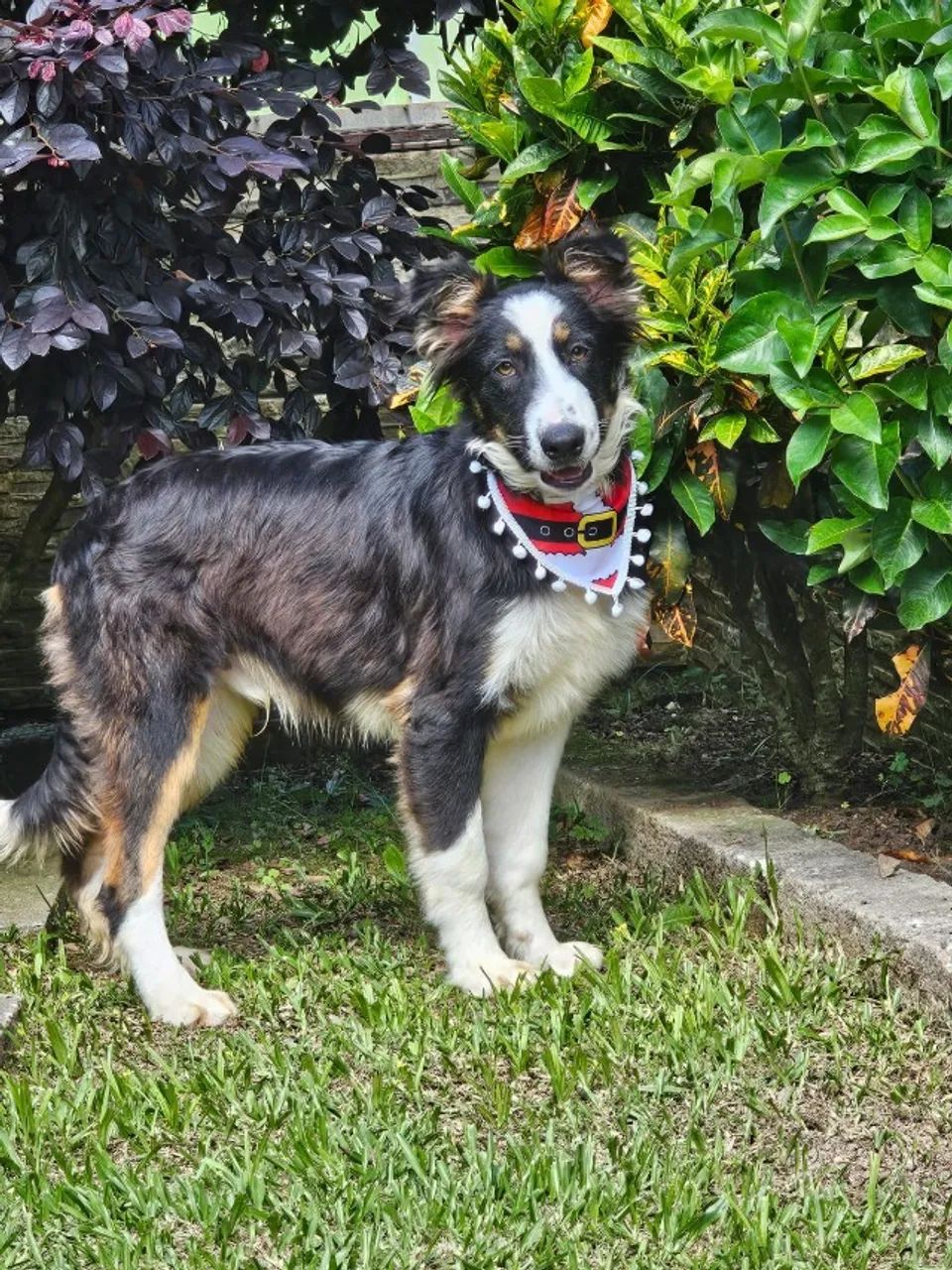 Border Collie | Machos Jovens