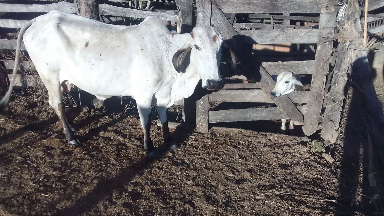 Vaca gir com bezerro - Foto 2