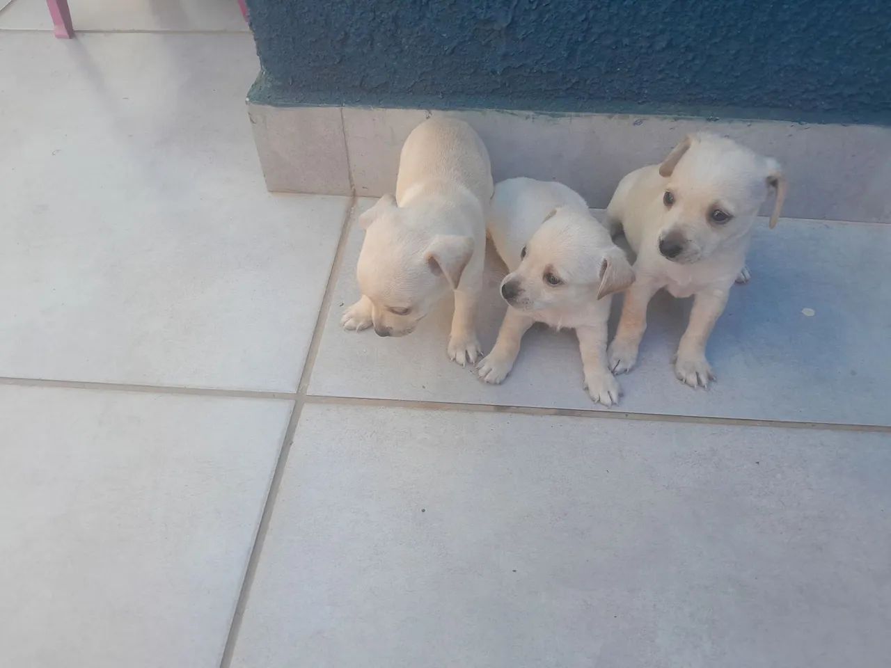 Vende se pinscher n 1 - Foto 2