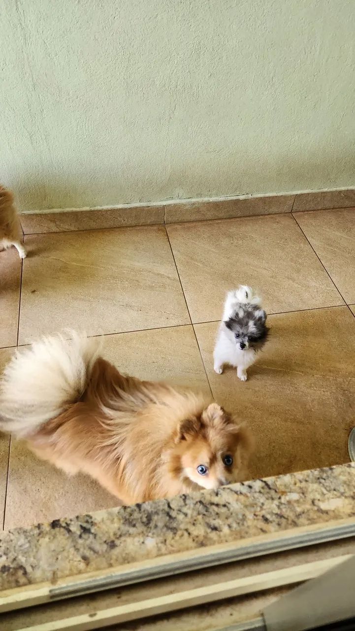 Spitz Alemão macho - Foto 3