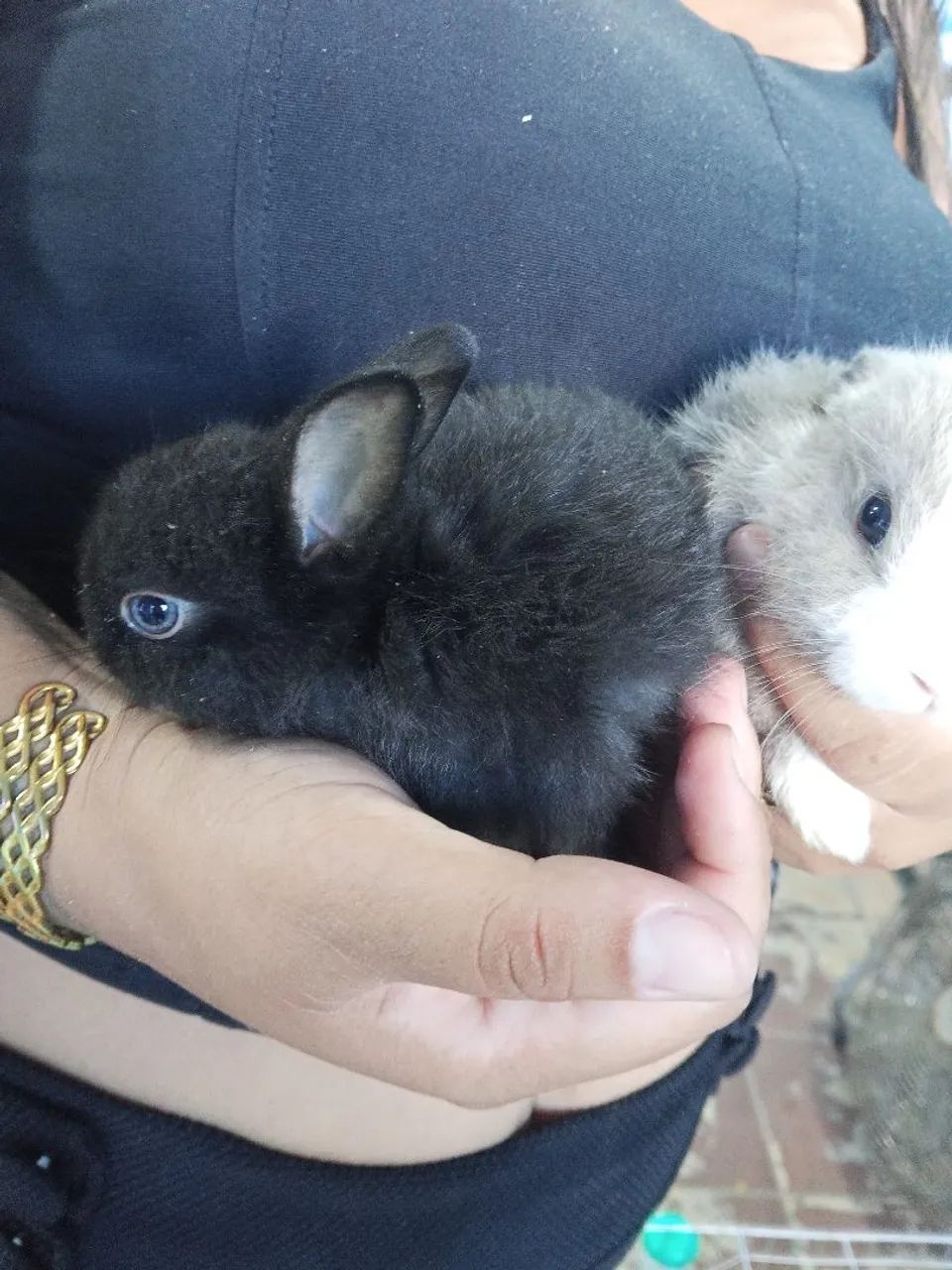 Vendo cabritinho, coelho, pintinhos, codornas - Foto 4