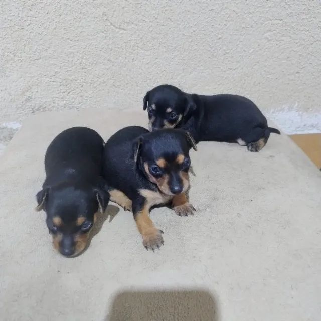 Pinscher 1