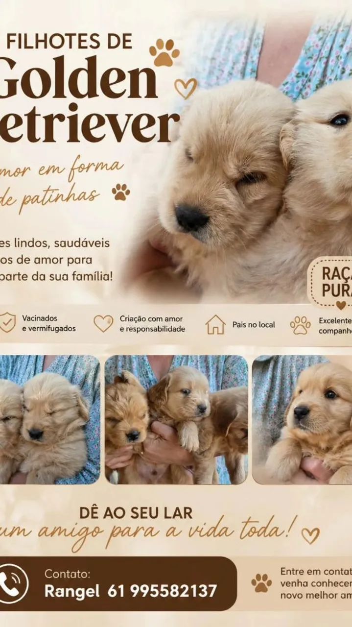 Golden Retrível - Foto 5