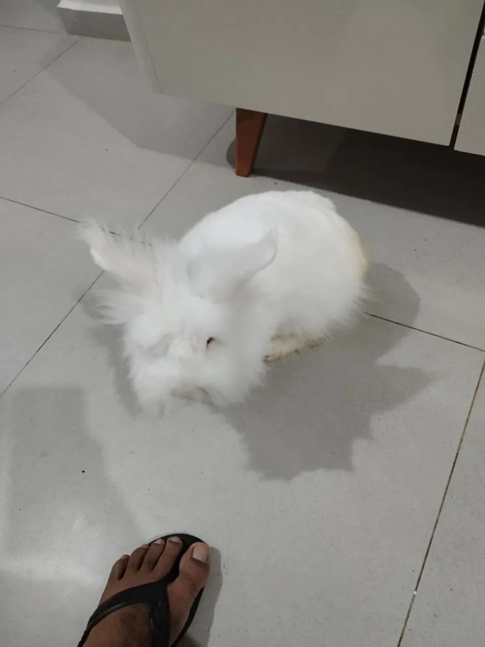 Procuro coelha para cruza  - Foto 3