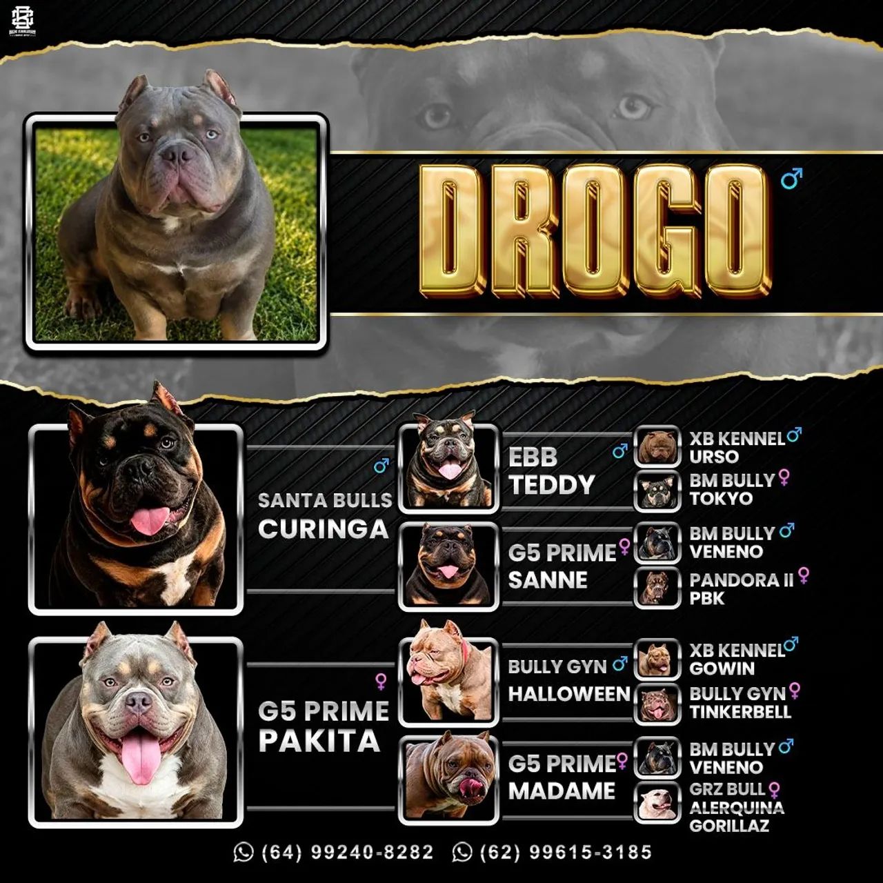 American Bully 
