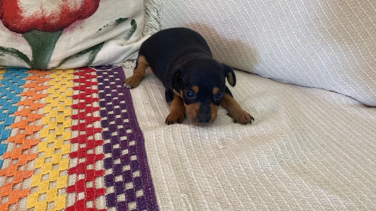 Lindo Pinscher  - Foto 4