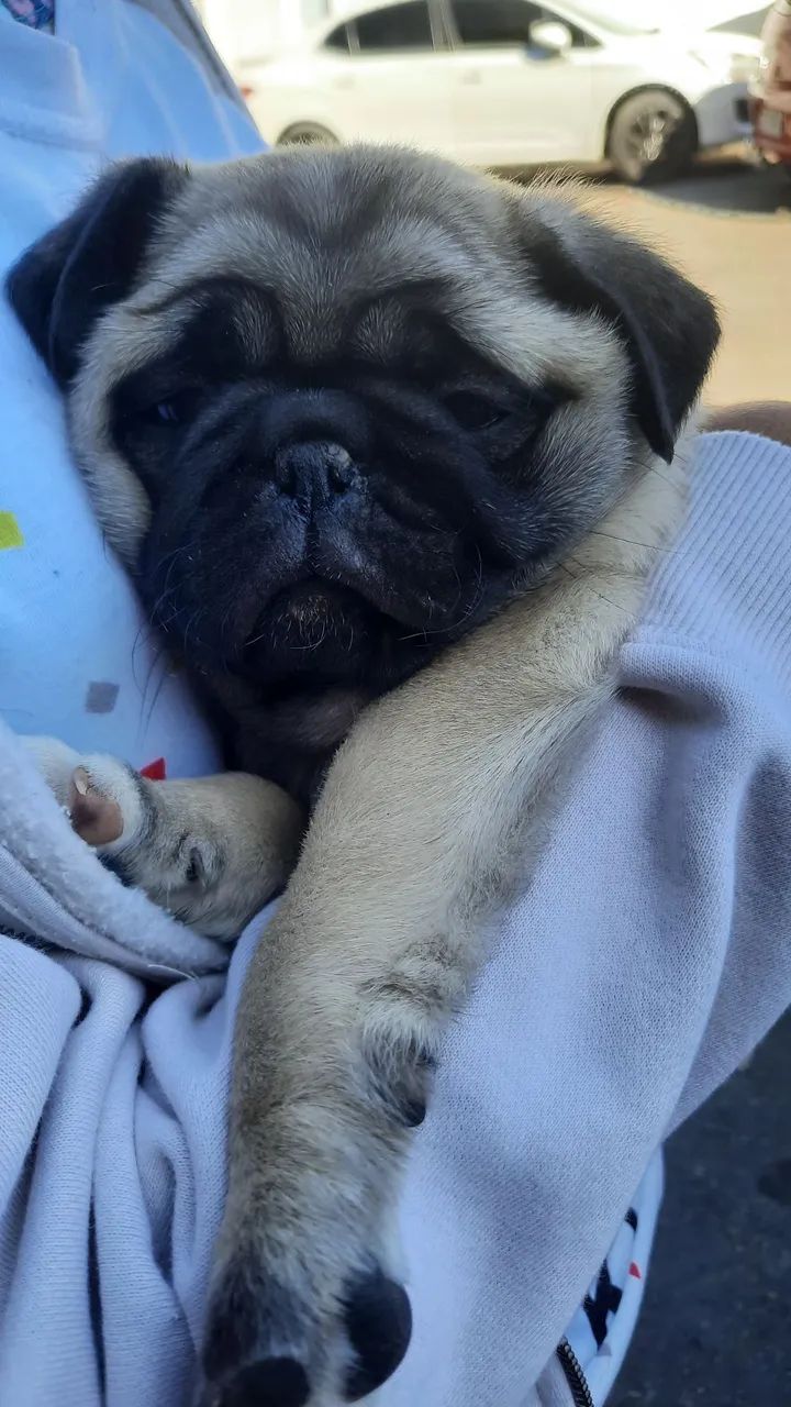 Pug - Foto 3