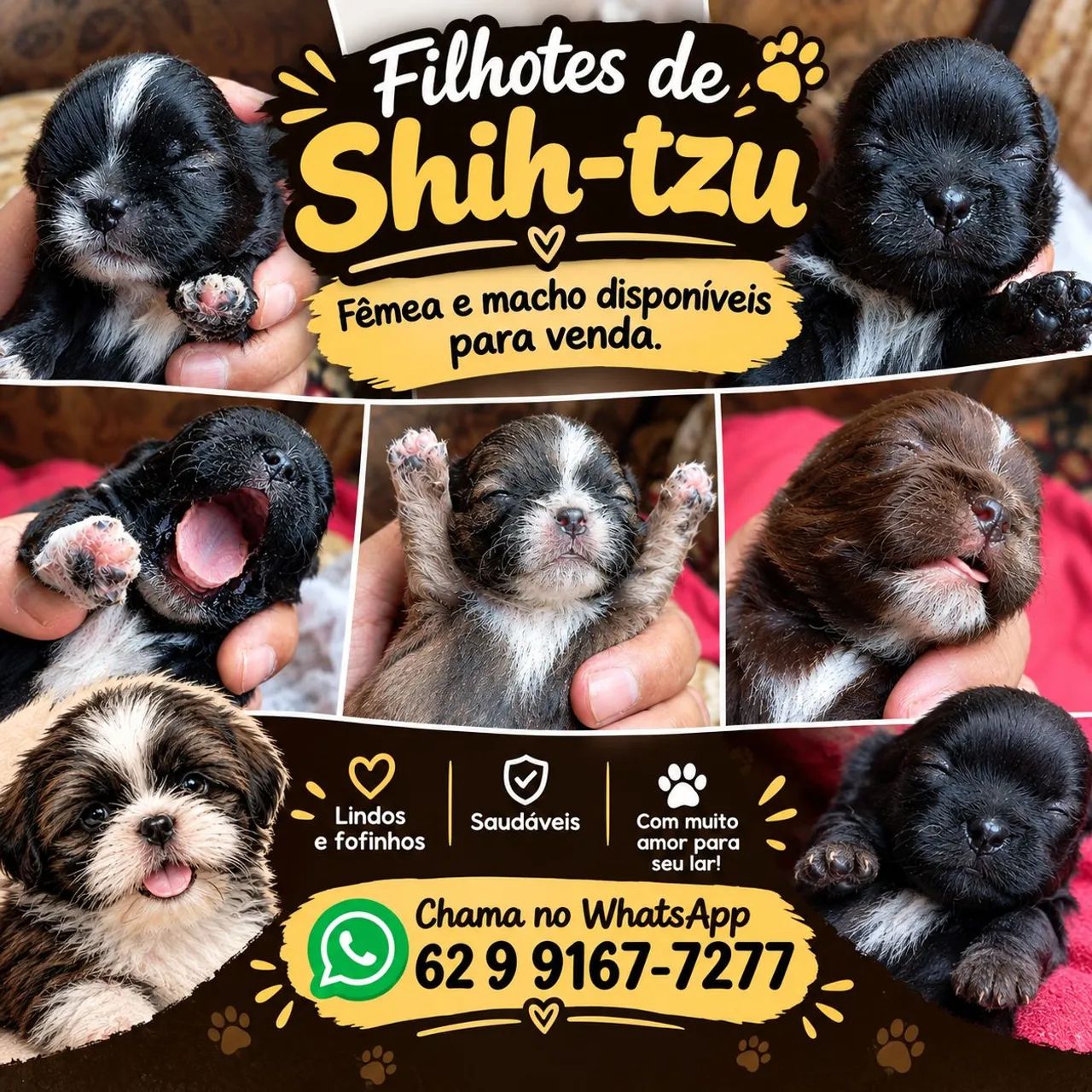 Shitzu 