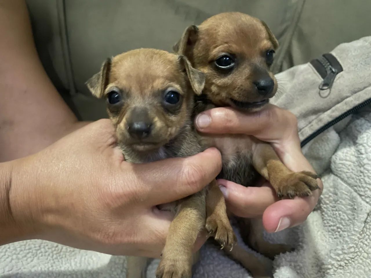 Pinscher - Foto 2