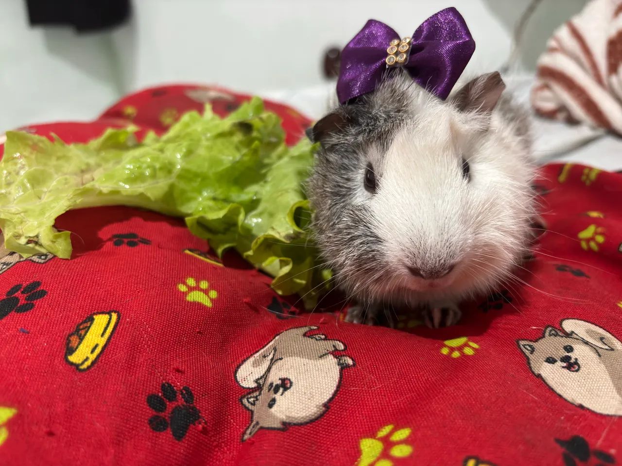 Porquinha Da Índia 