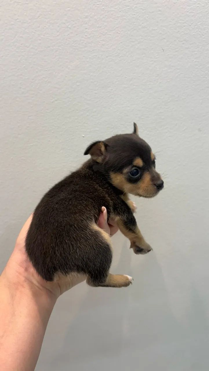 Filhotes de pinscher  - Foto 3