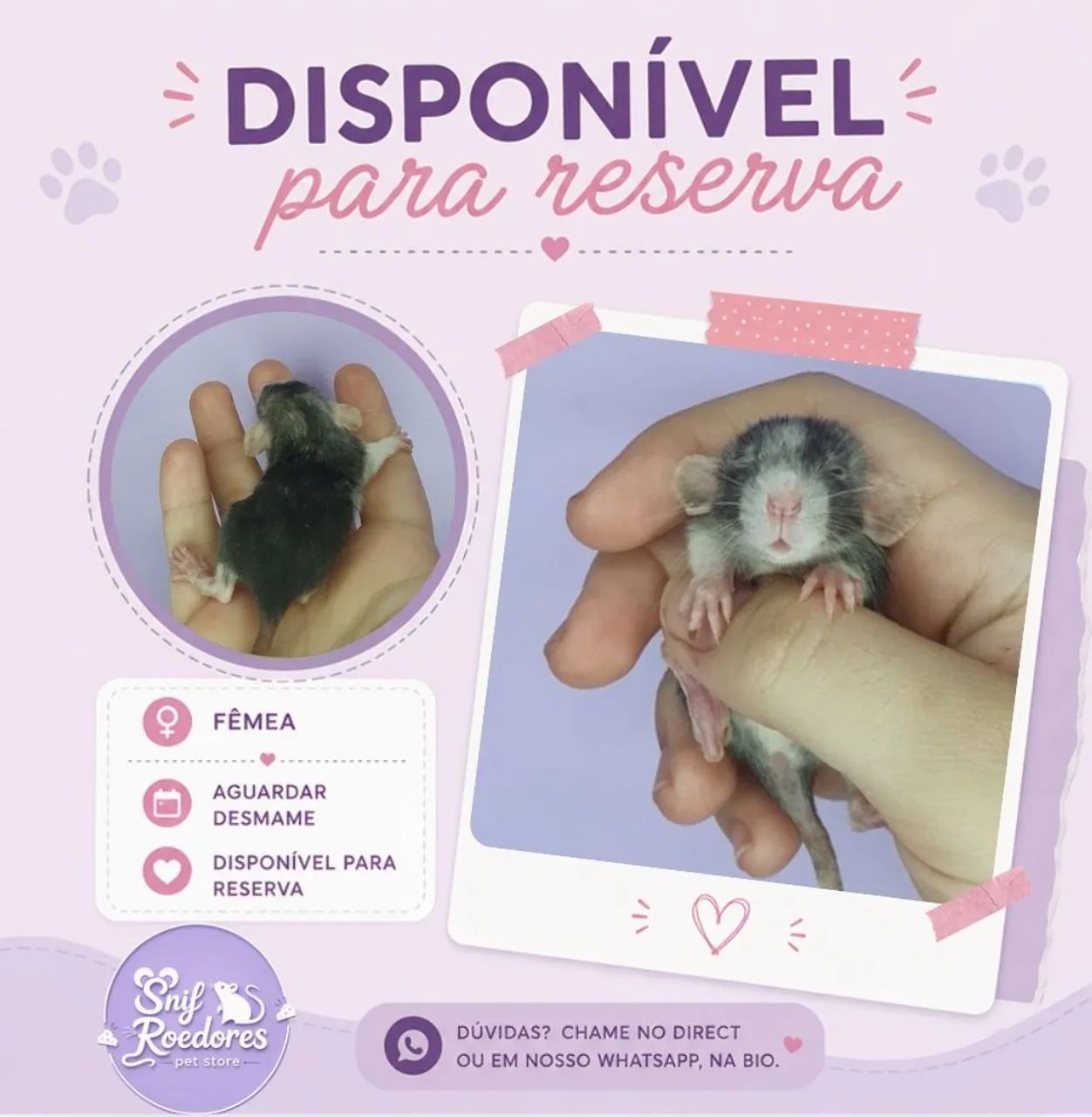 Filhotes Twister Ratinhos - Foto 4