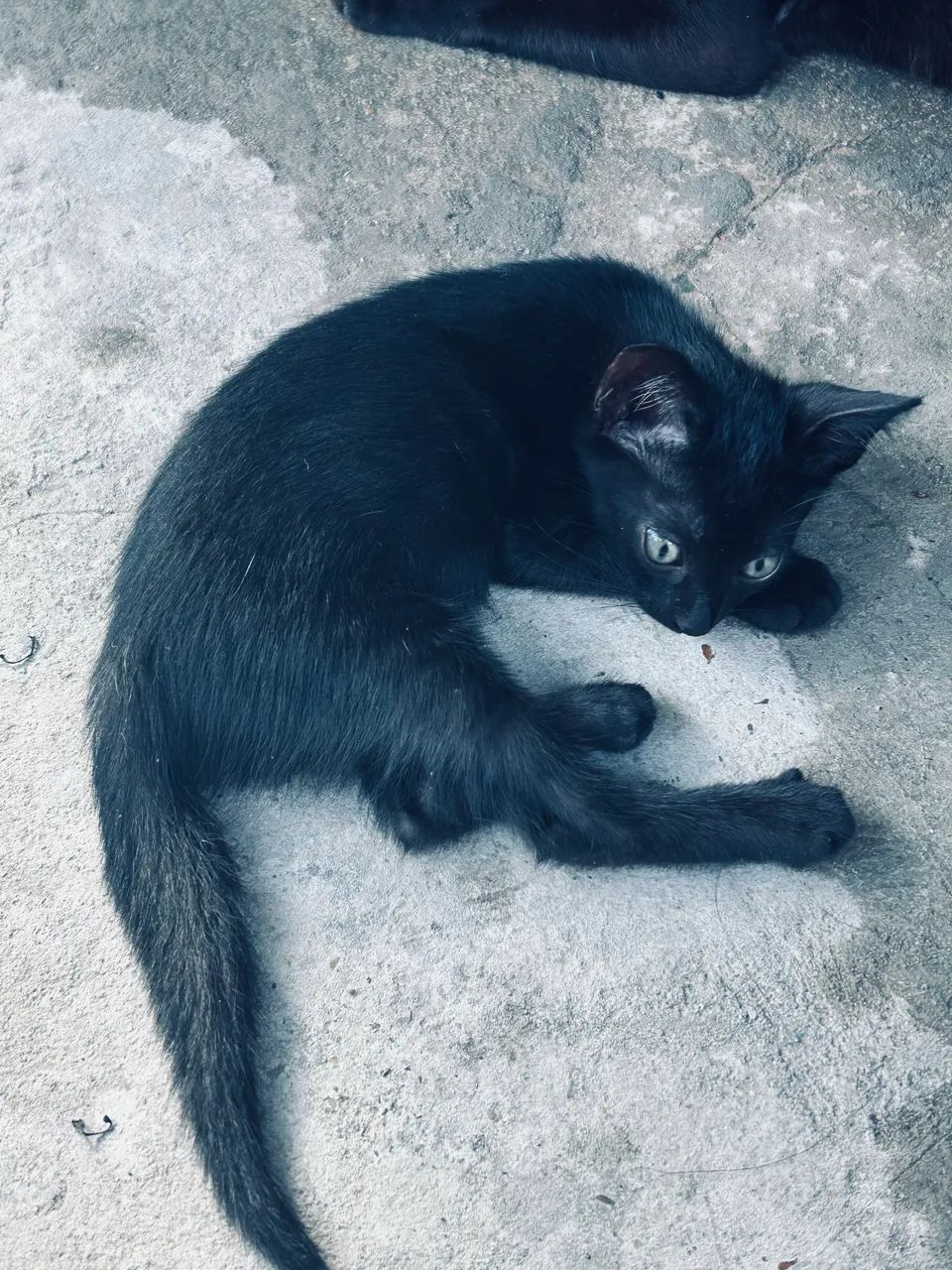 Doação responsável  - Foto 2