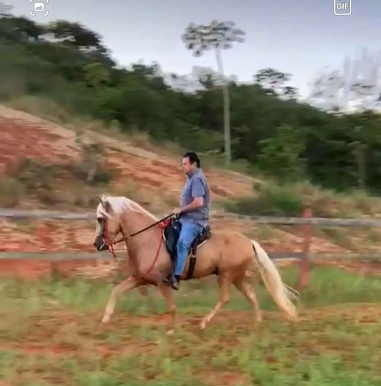 Cavalo Mangalarga Marchador 