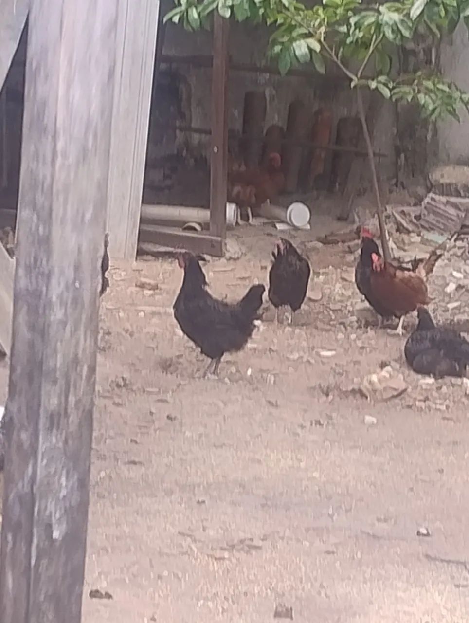 GALINHA E GALO CAIPIRA 