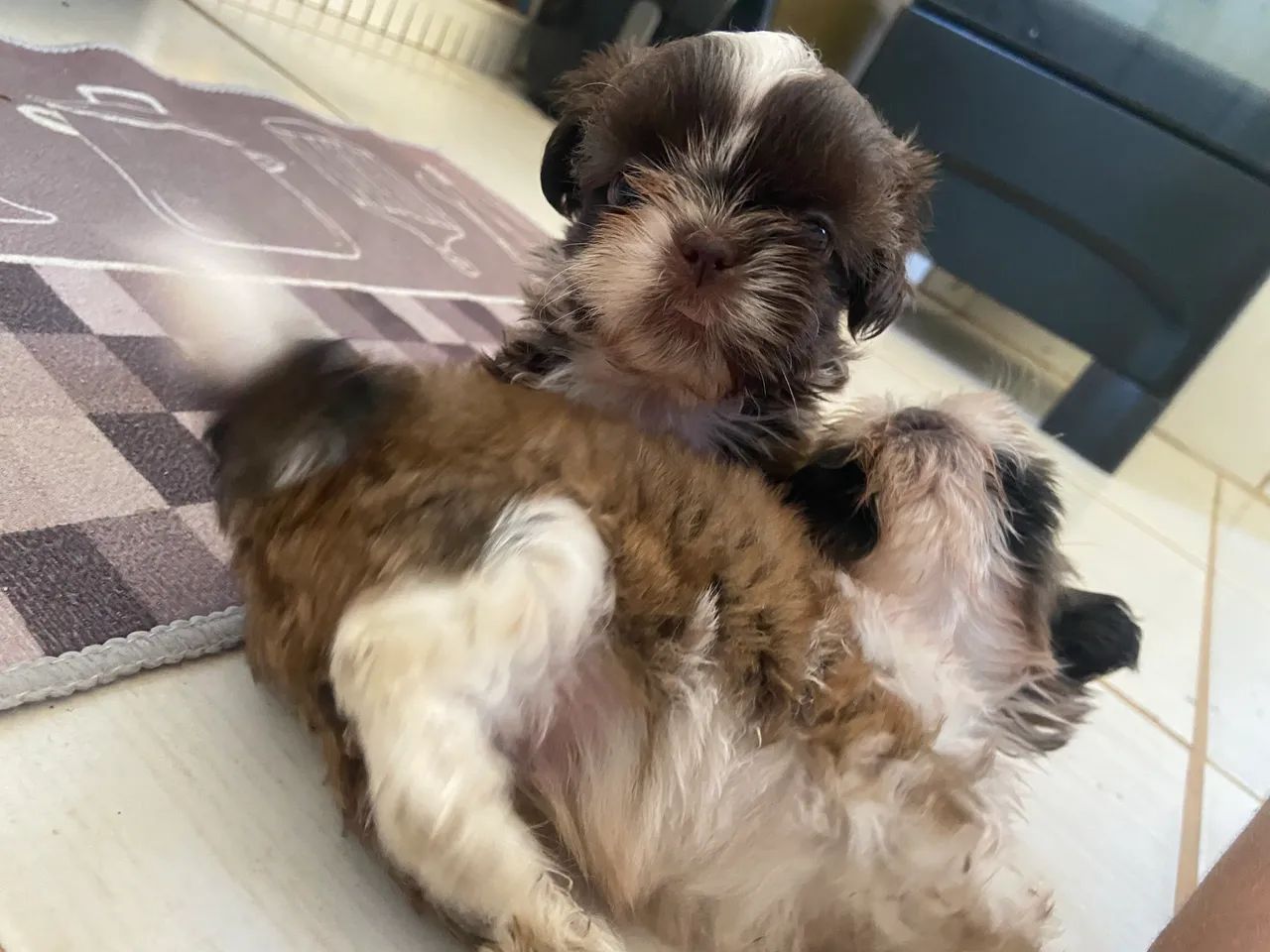 Shitzu  - Foto 3