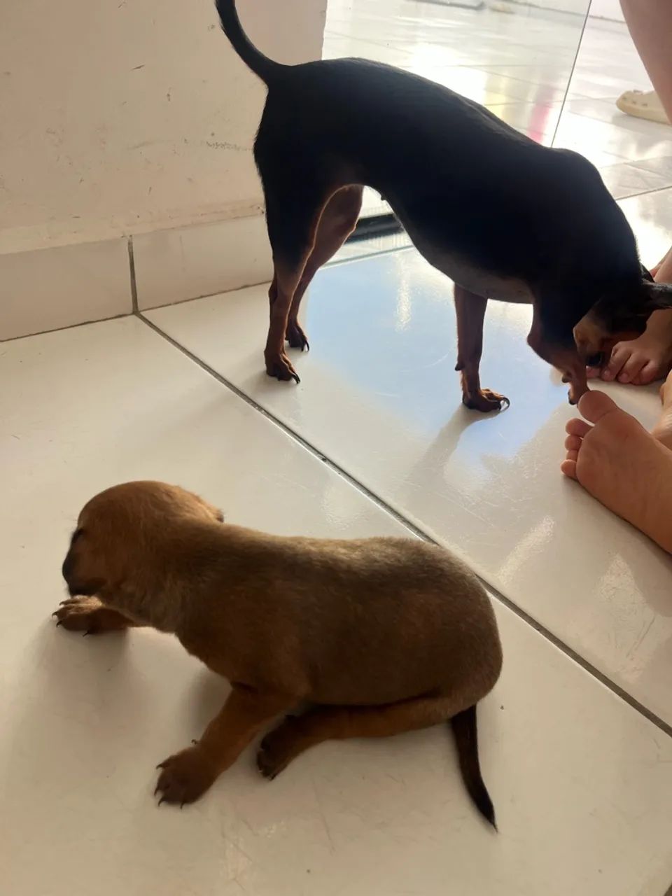 Pinscher  - Foto 3