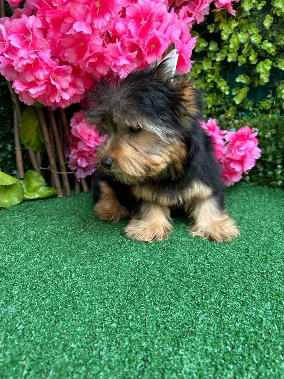 Yorshire Terrier (Mini ) Macho  - Foto 3