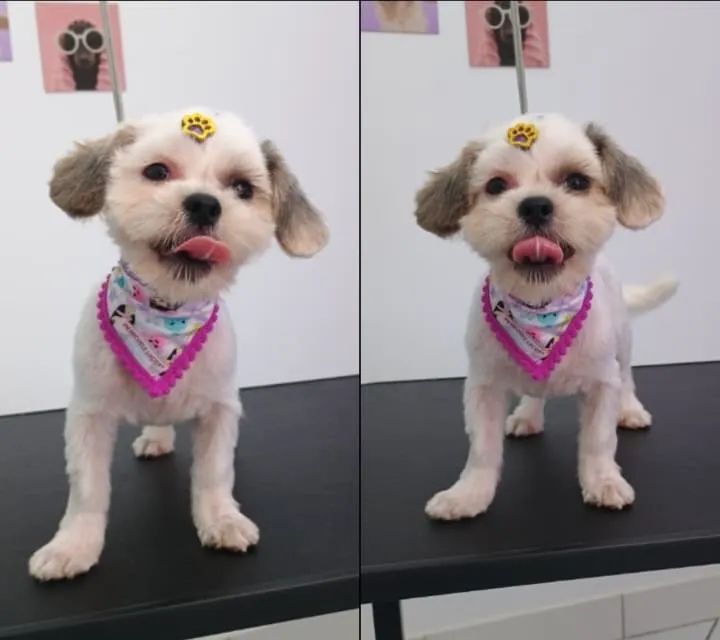 Doa-se Shih tzu Urgente  - Foto 4