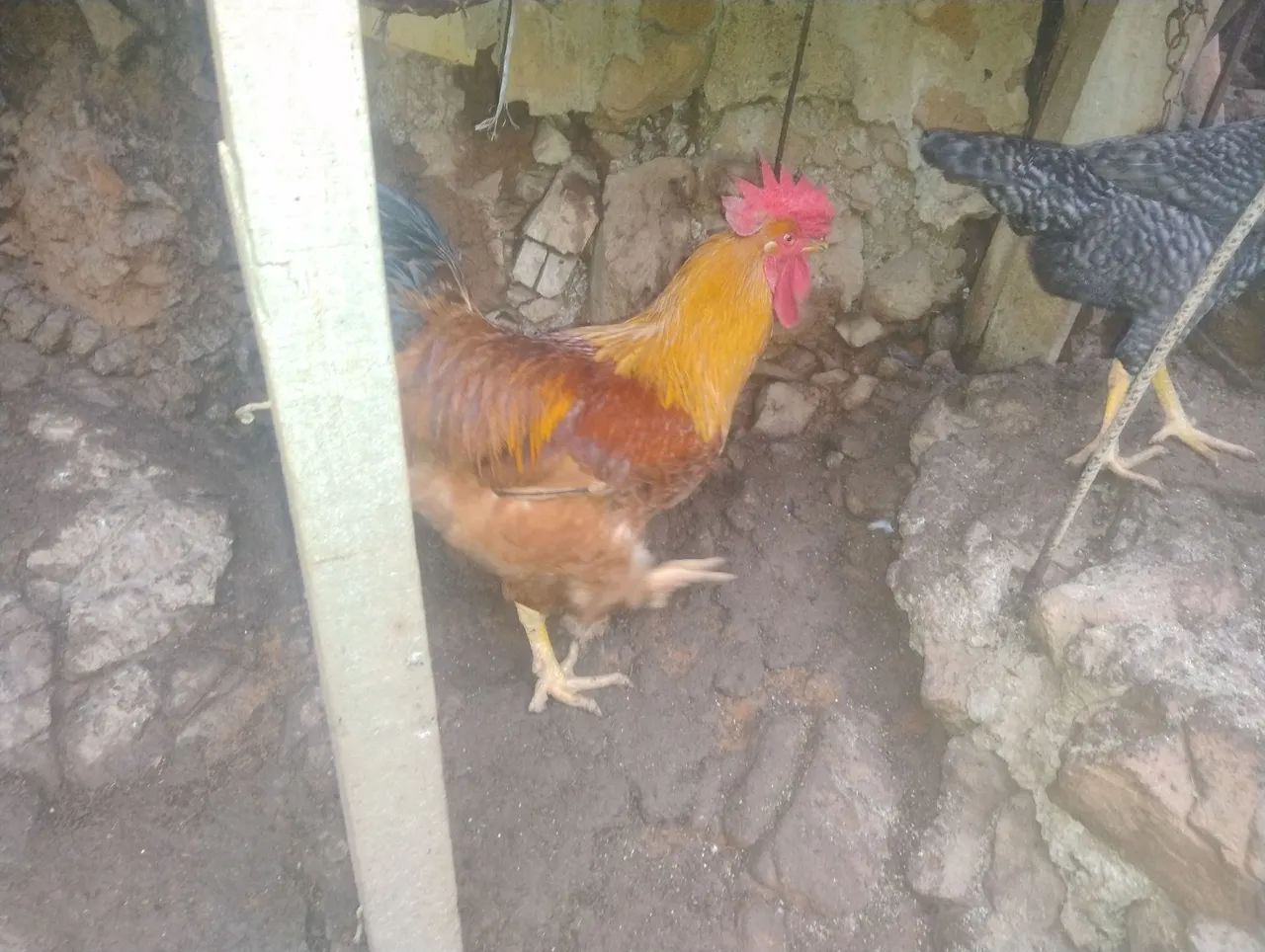 Galo caipirão . - Foto 5