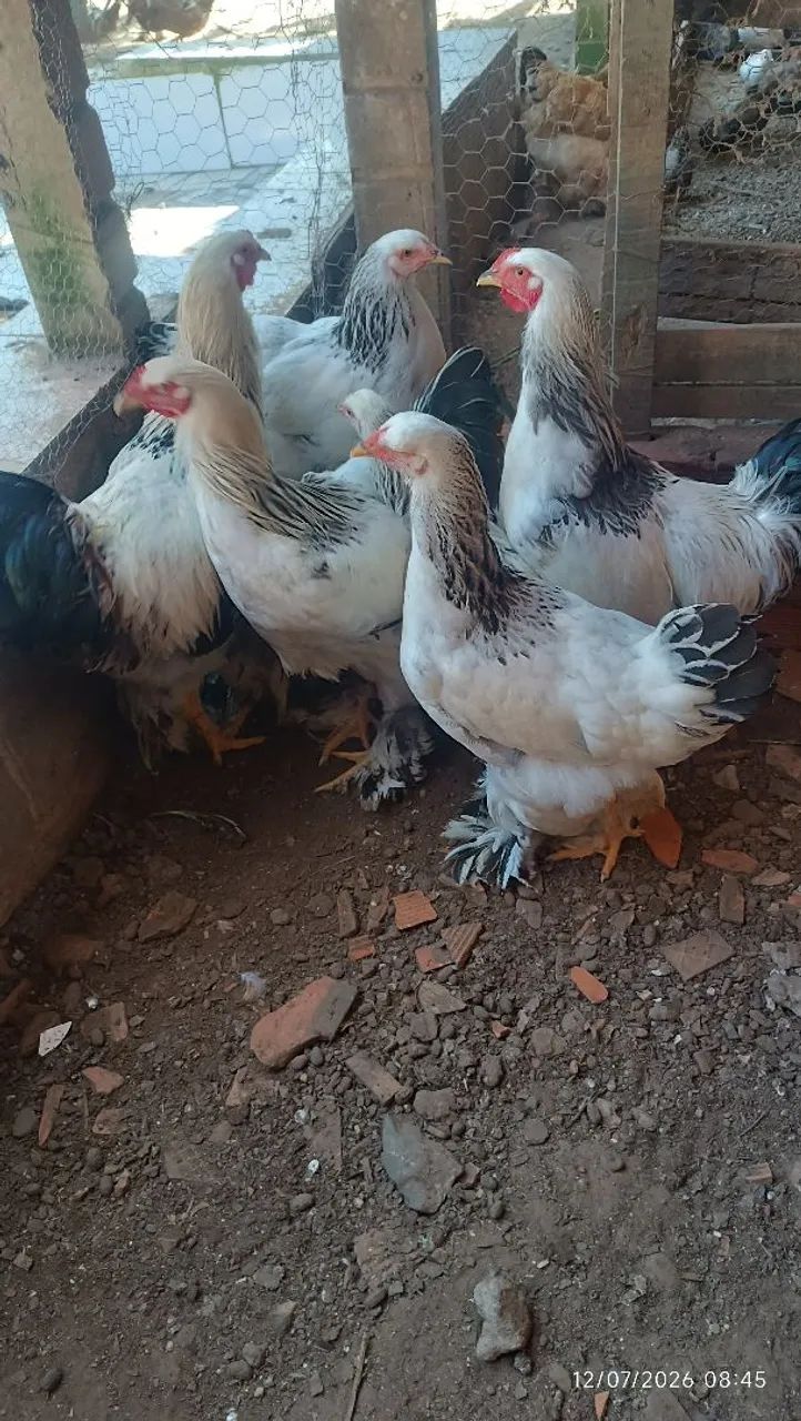 Frangos e frangas brahma - Foto 5
