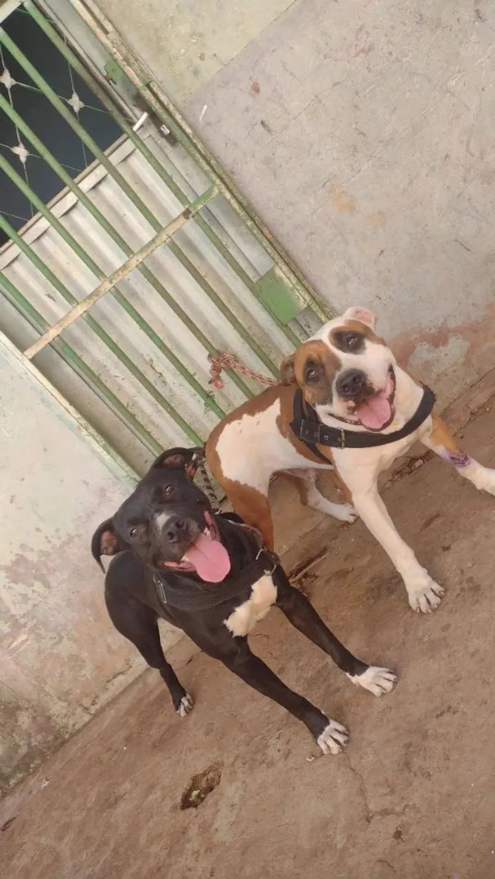 Cachorro  - Foto 4