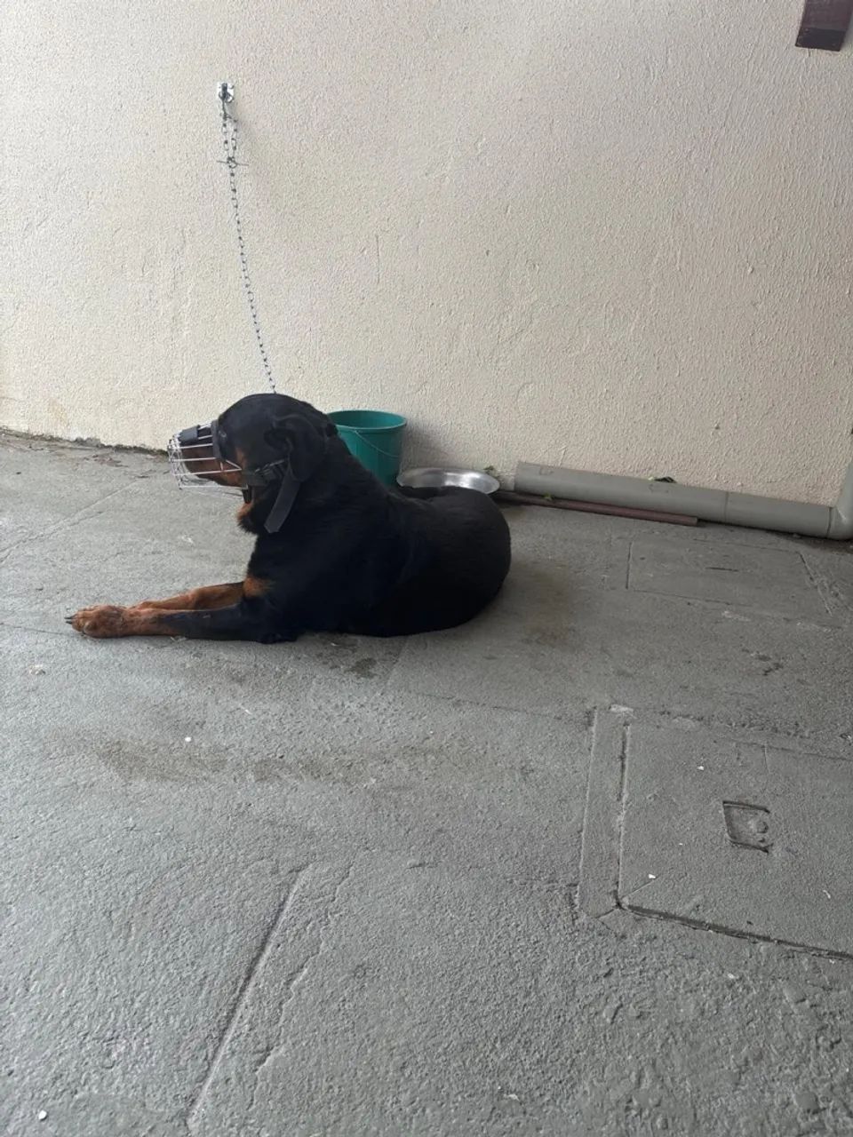 Doação de Rottweiler - Foto 3
