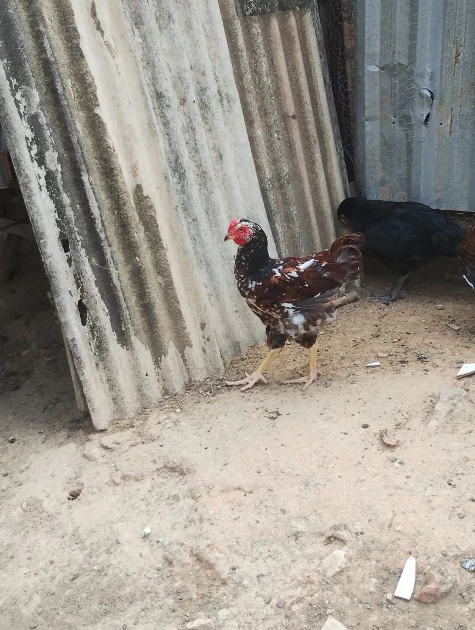 Frango GSB Puro 