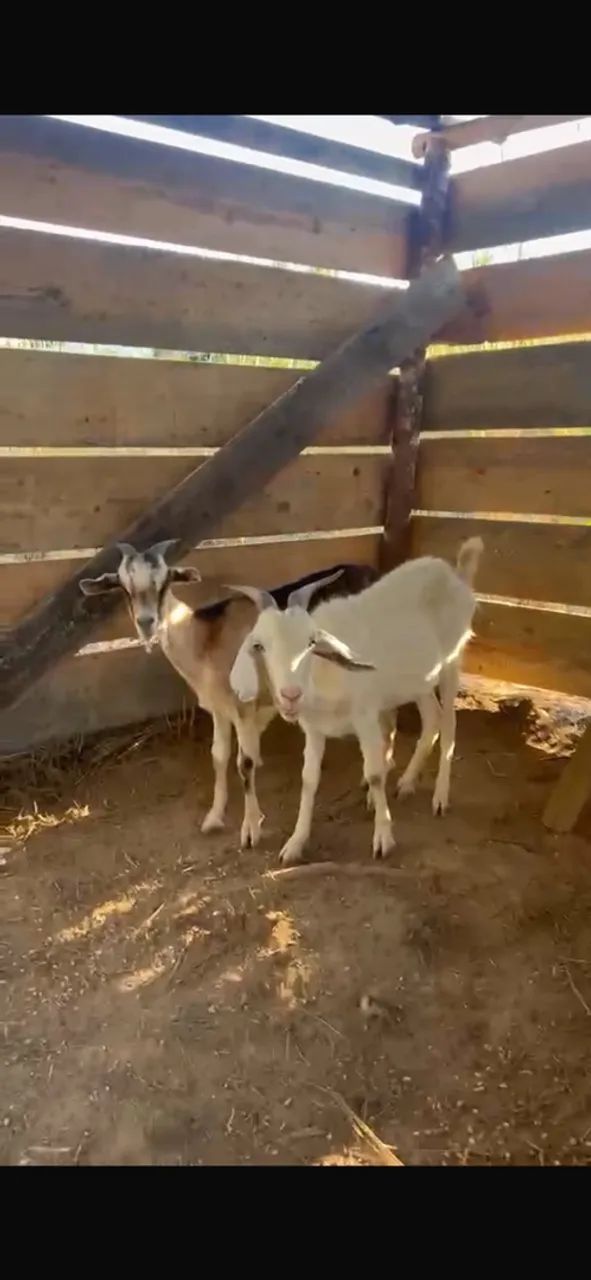 Cabras
