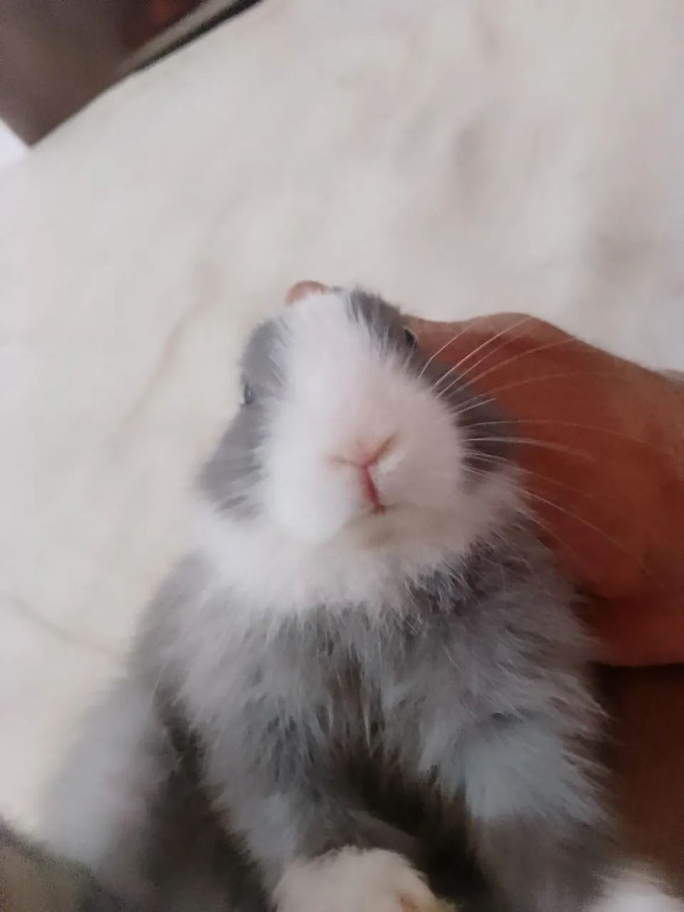 Coelho pet raça  - Foto 5