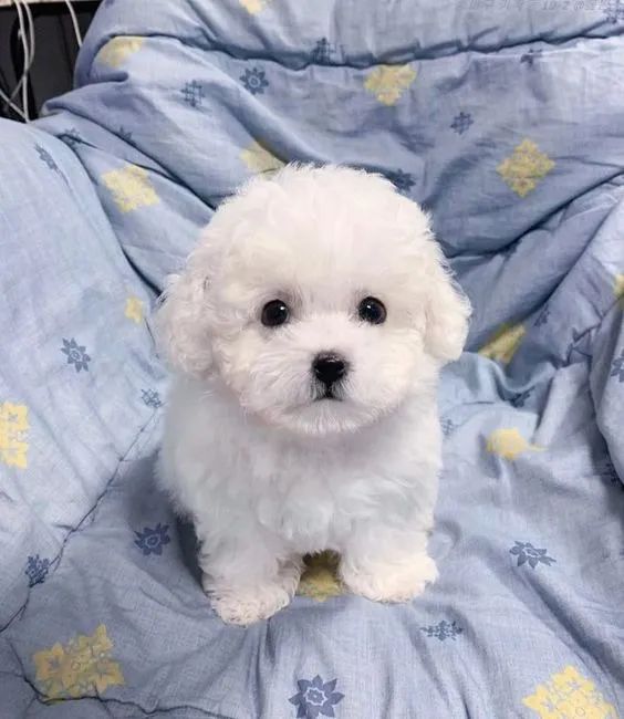Bichon Frise