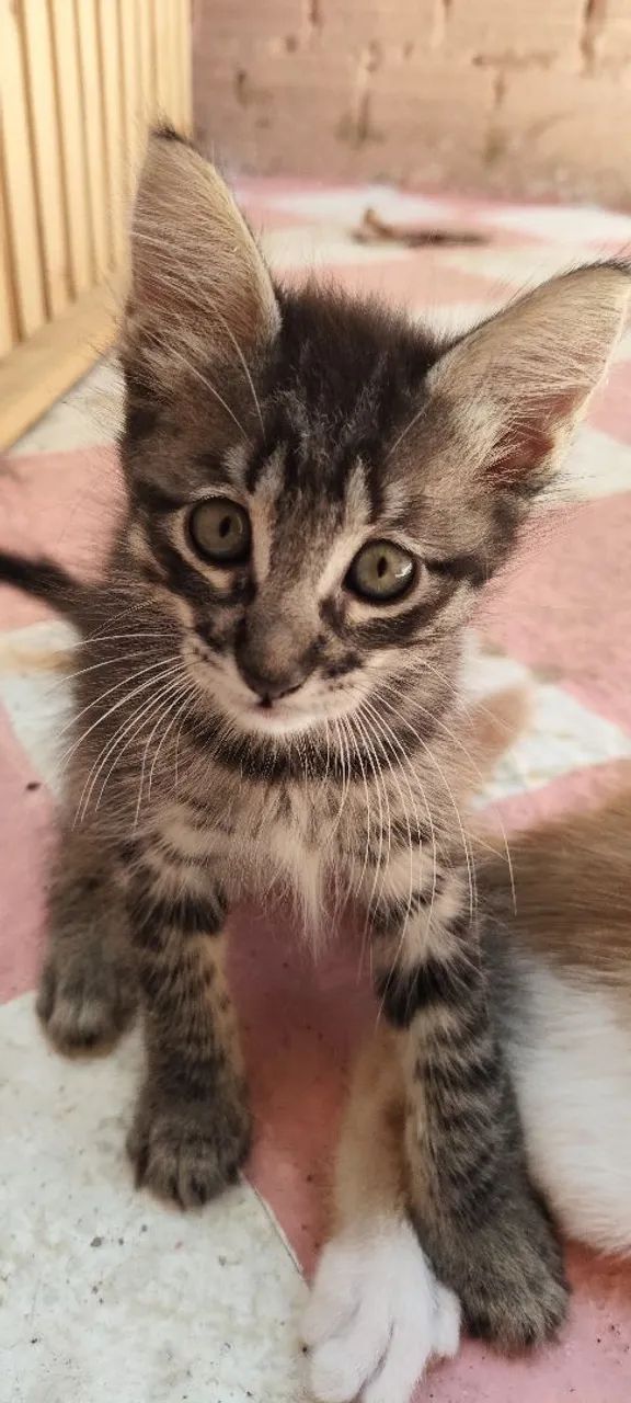 Adoção gato - Foto 2