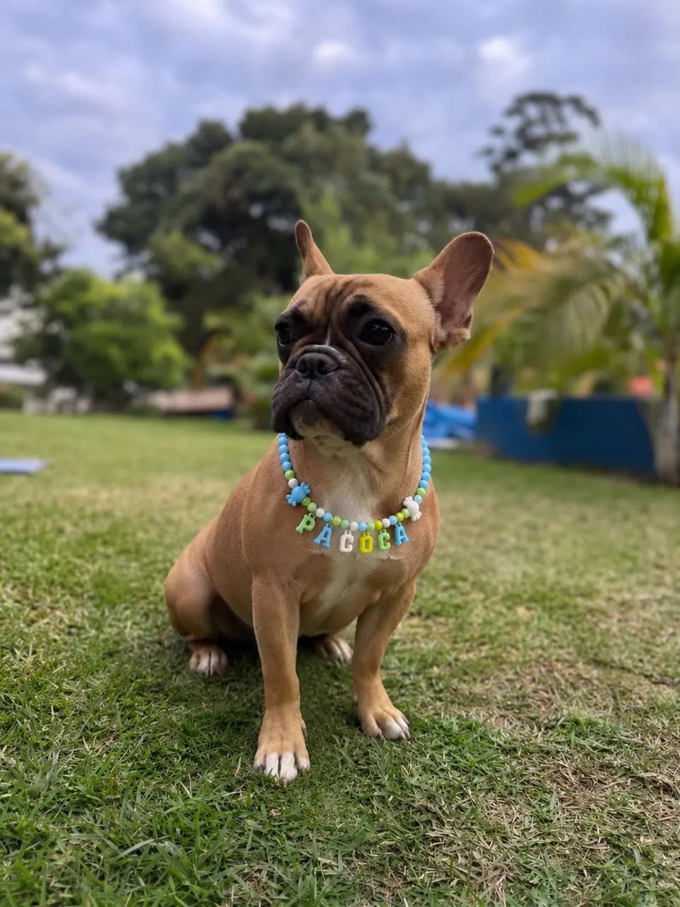 Coleira personalizada Pet  - Foto 4