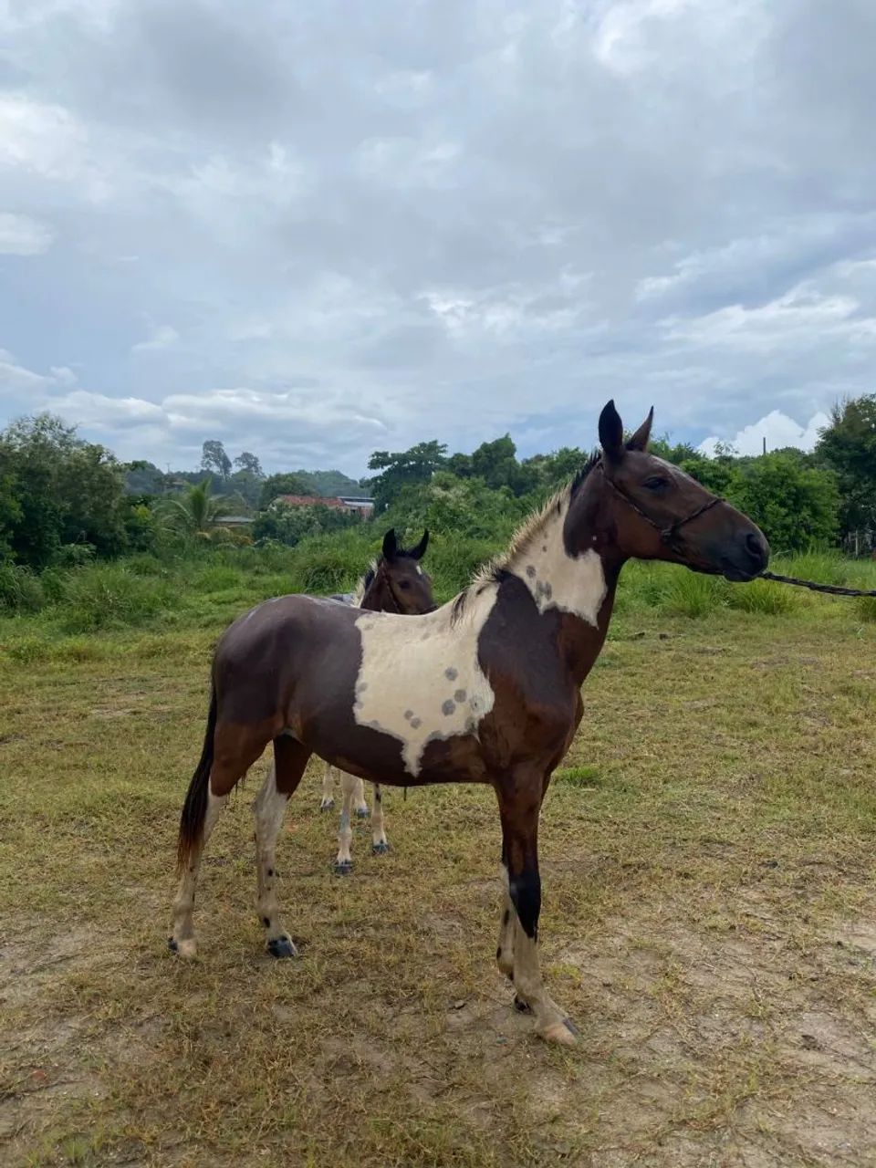 Potra pampa  - Foto 2