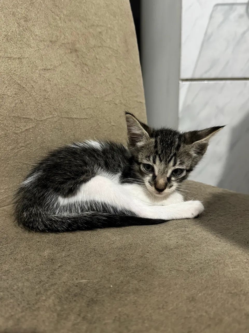 GATINHOS PARA ADOÇÃO  - Foto 2