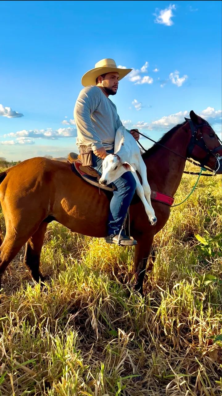 Cavalo à venda - Foto 2