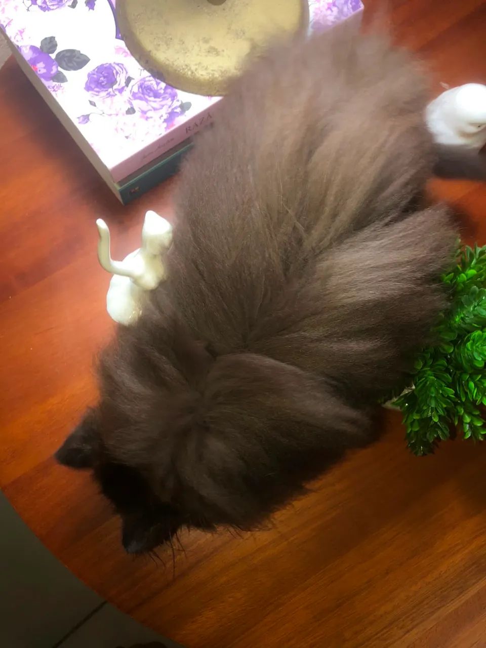 Gato Persa  - Foto 3