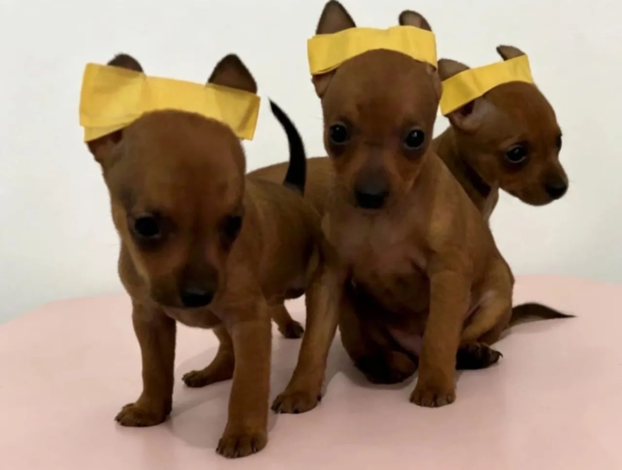 Pinscher 