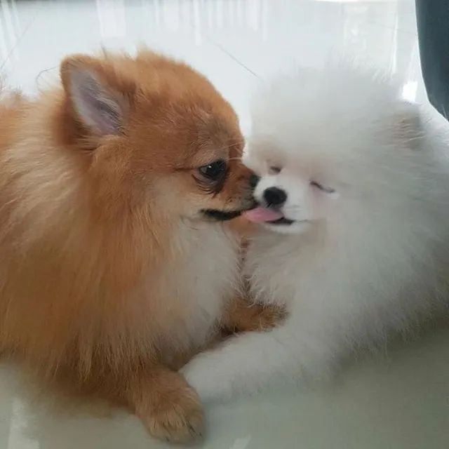 Spitz Alemão Afeto que se adapta às mudanças