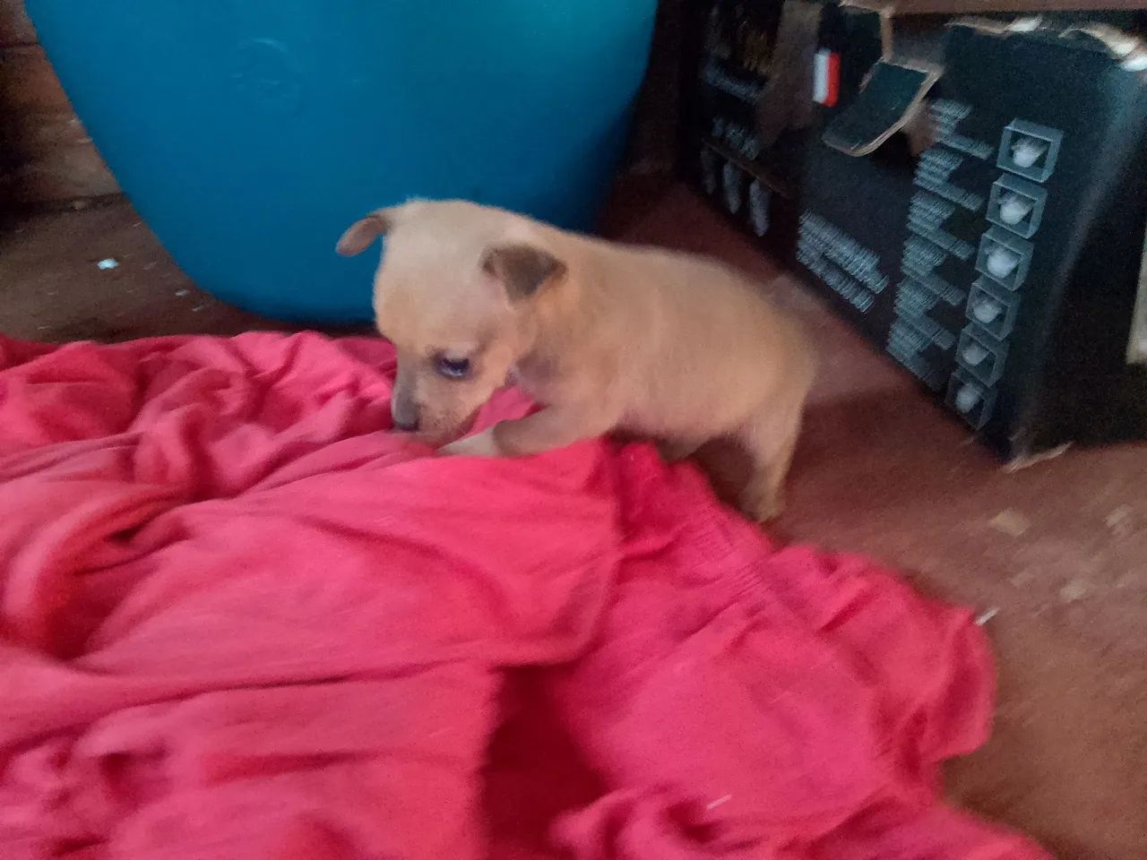 Pinscher macho n1 - Foto 3