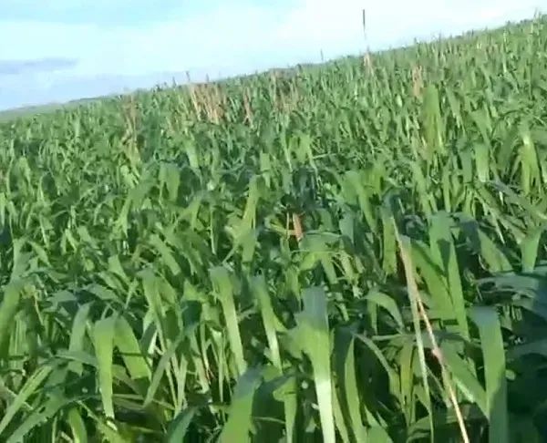 PECUÁRIA - Área Rural 40 Alqueires