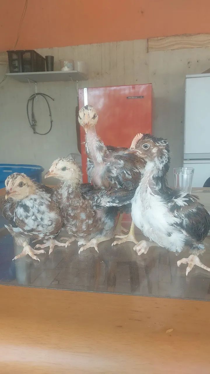Vendendo pintinhos de jsb - Foto 3
