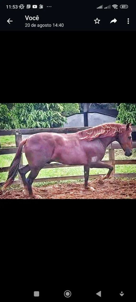 Vendo égua mangalarga machador linhagem tigrao café preço por oportunidade  - Foto 5