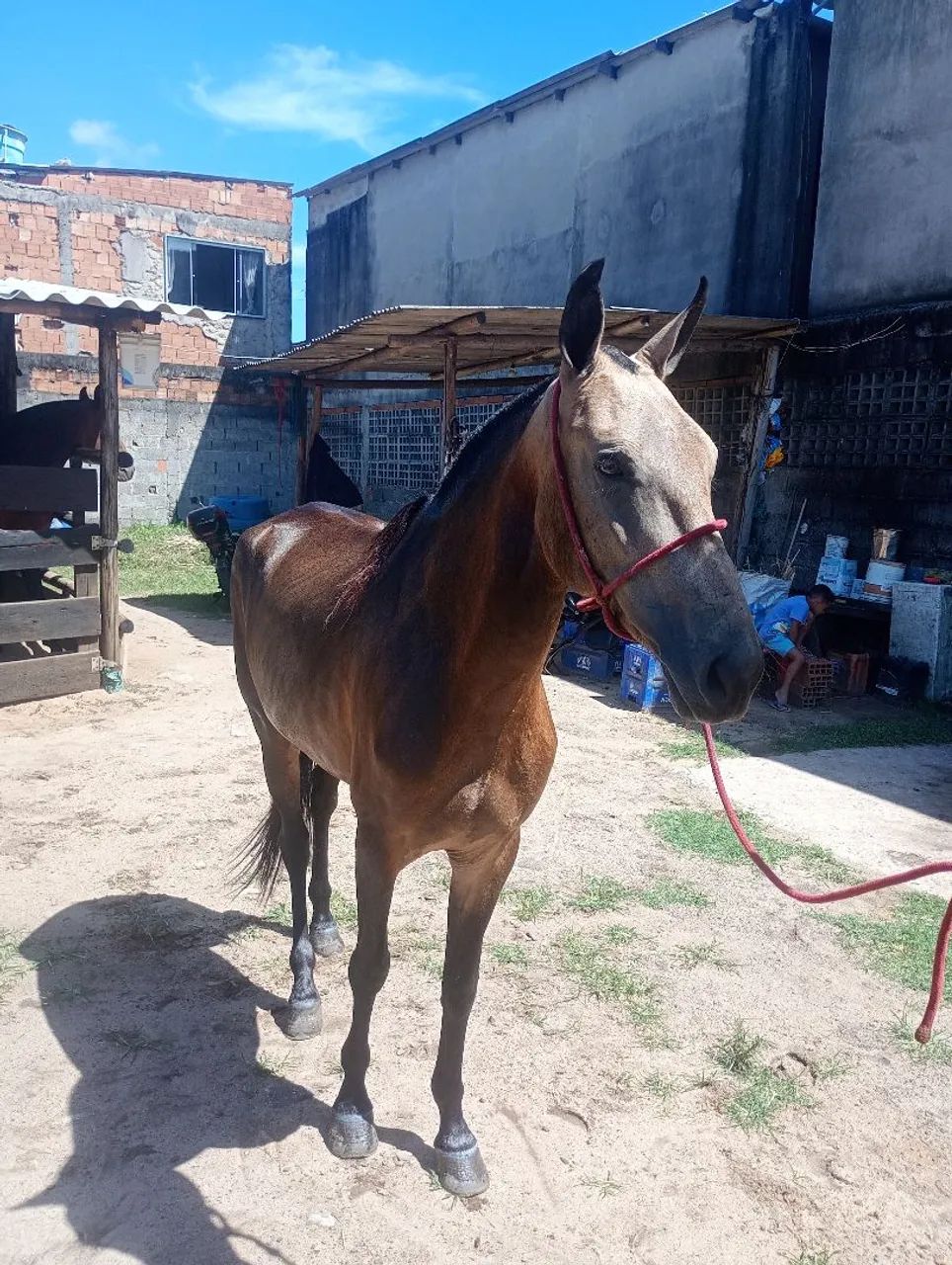 Égua boa de sela marcha picada serve pra qualquer um montar  - Foto 5