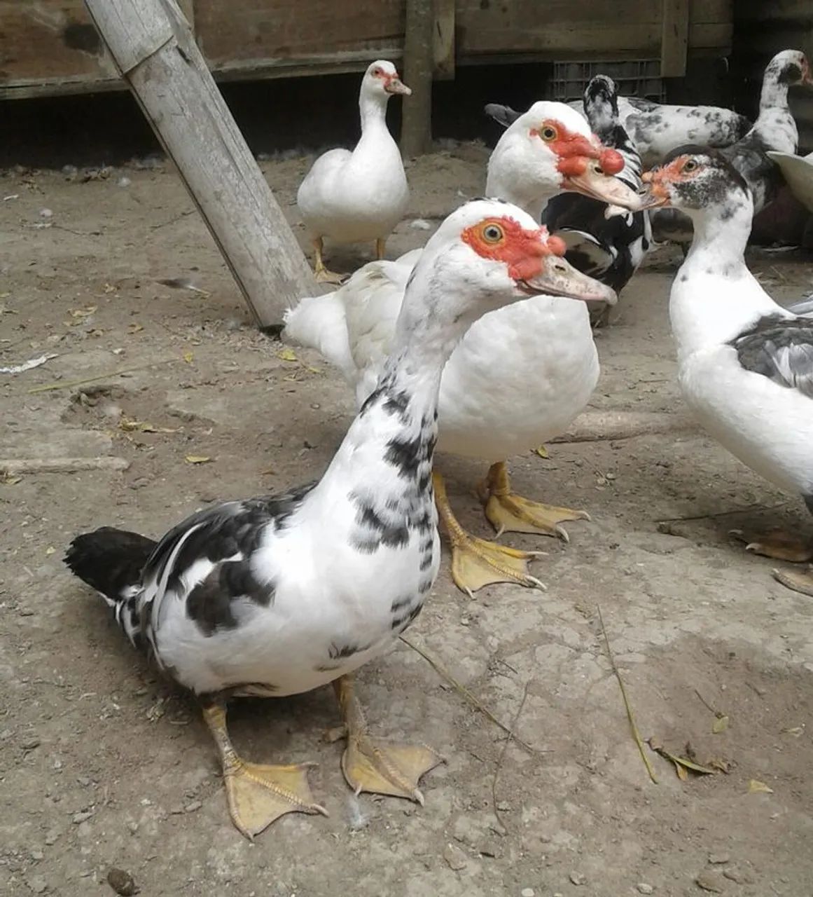 Vendo patos 