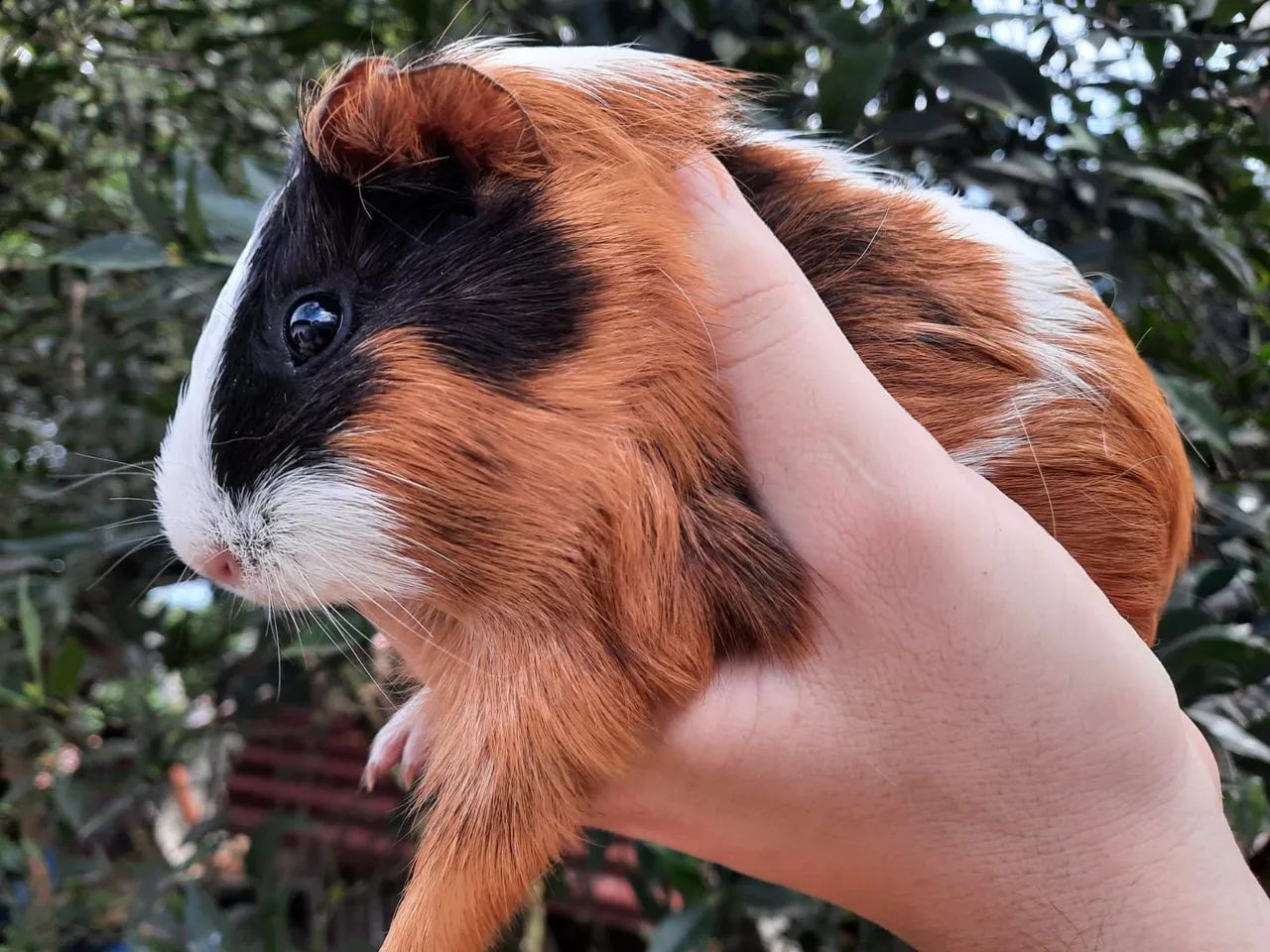 Porquinhos da Índia - Foto 4
