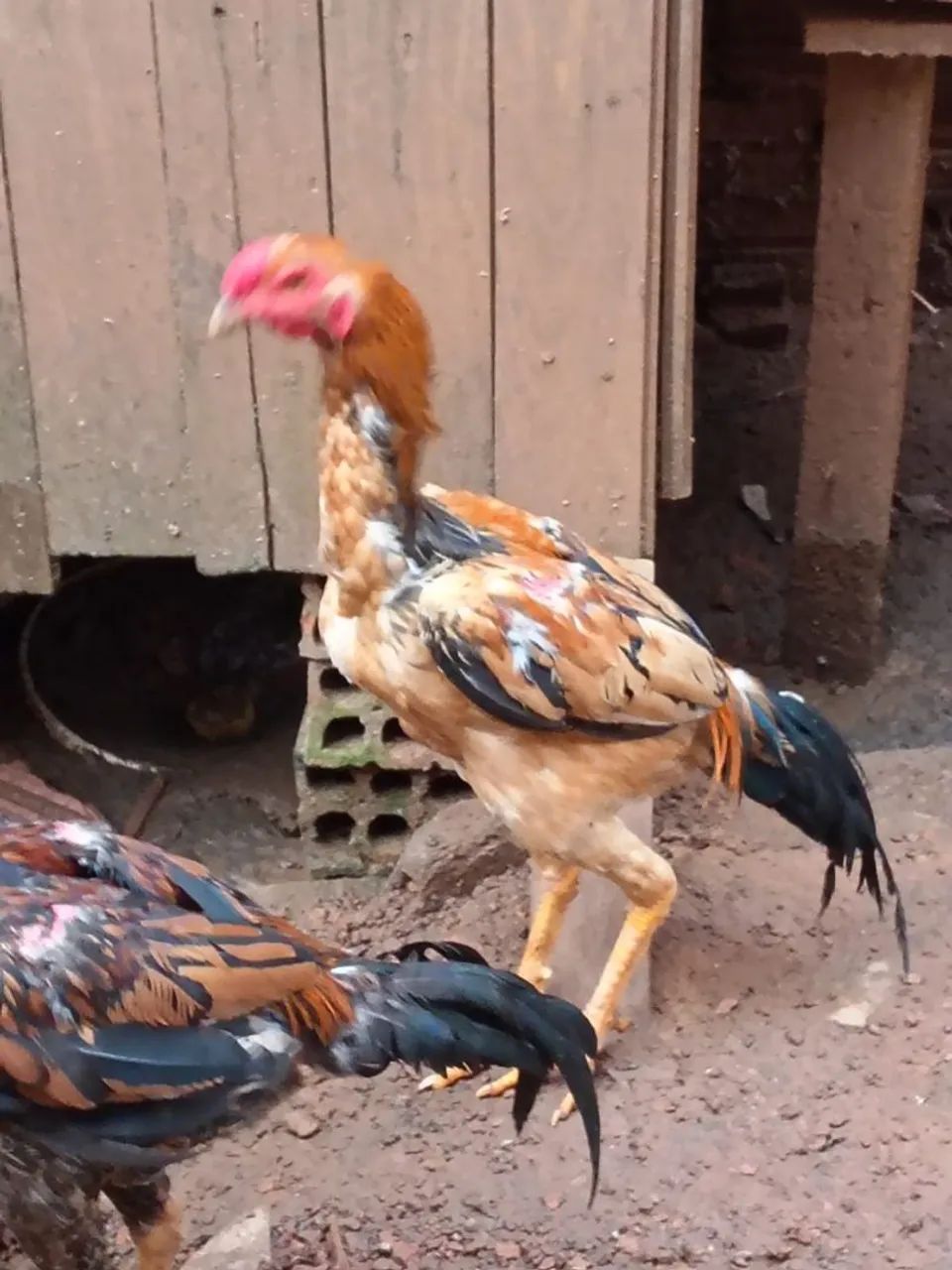 Frango ? de raça indiano.  - Foto 3