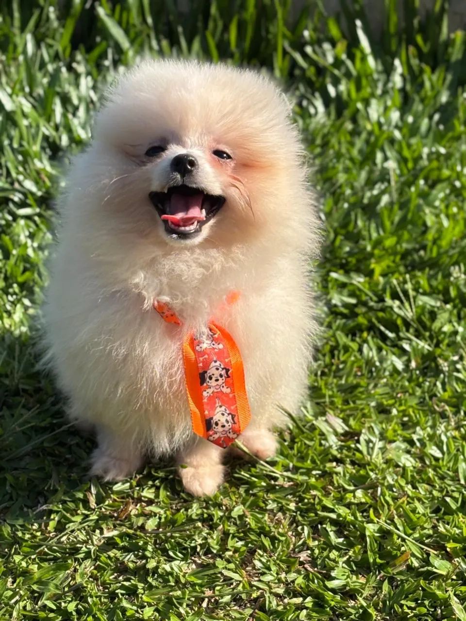 Spitz alemão 