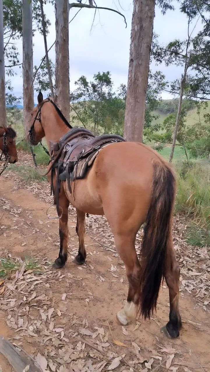 Cavalo  - Foto 2